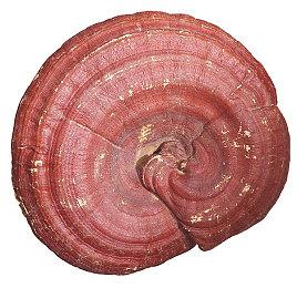 欧盟可能启动对微软收购动视暴雪的深入调查